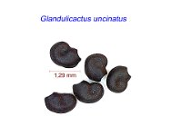 Glandulicactus uncinatus.jpg